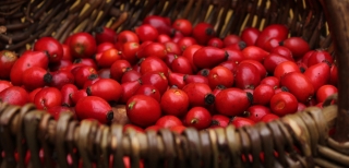 Rote Ernte: Frisch gesammelte Hagebutten, die Früchte der Hundsrose